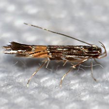 Cosmopterix damnosa