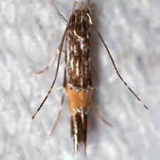 Cosmopterix damnosa