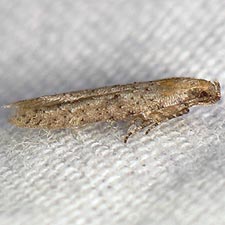 Obithome punctiferella