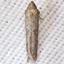 Obithome punctiferella