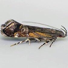 Anacampsis spp.