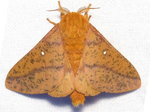 Anisota fuscosa