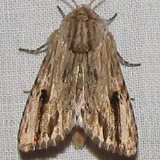 Spodoptera eridania