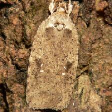 Agonopterix argillacea