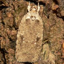 Agonopterix argillacea