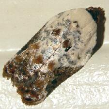 Acleris nivisellana