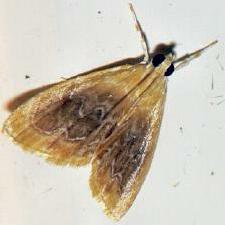 Glaphyria fulminalis