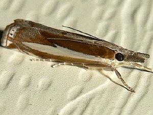 Crambus praefectellus