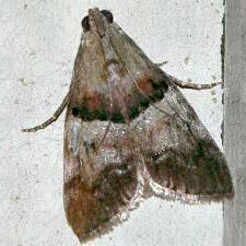 Pococera robustella