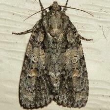 Acronicta increta