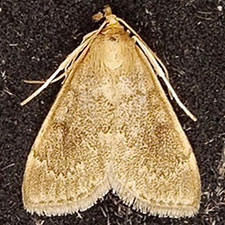 Anania fuscalis