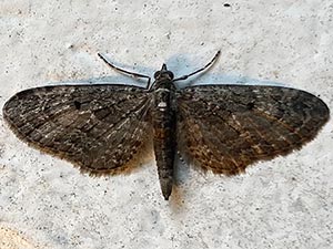 Eupithecia lariciata