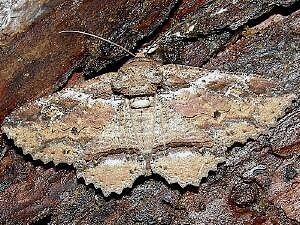 Zale lafontainei