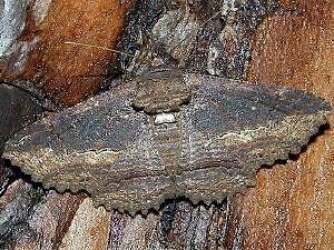 Zale lafontainei