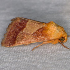 Schinia varix