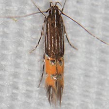 Cosmopterix chisosensis