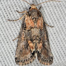 Aleptina arenaria