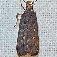 Dichomeris agonia