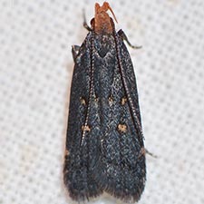 Dichomeris agonia