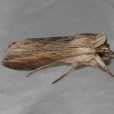 Cucullia umbratica