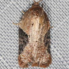 Acleris braunana