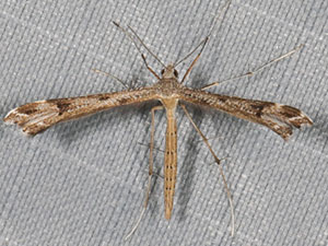 Stenoptilia coloradensis