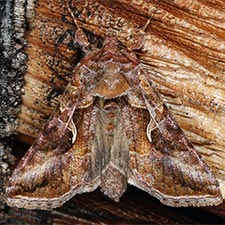 Autographa rubidus