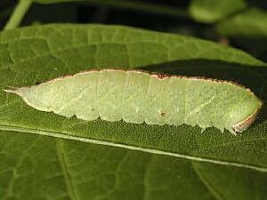 Macrurocampa marthesia