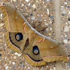 Antheraea polyphemus