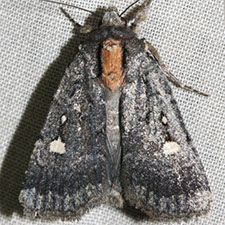 Abagrotis mirabilis