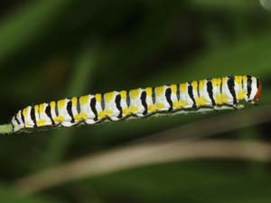 Schinia gaurae