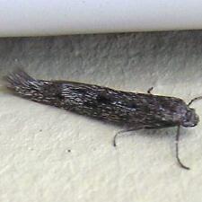 Scythris inspersella