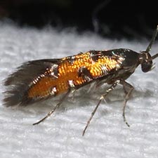 Neoheliodines hodgesi