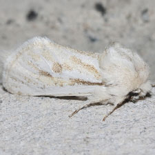 Comadia henrici