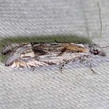 Eucosma tenuiana