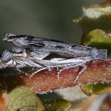 Eucosma misturana