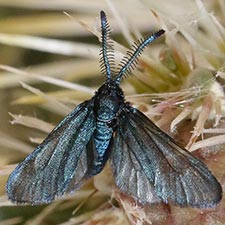 Triprocris smithsoniana