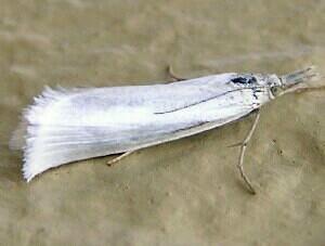 Crambus perlella