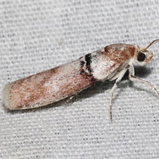 Sciota delassalis