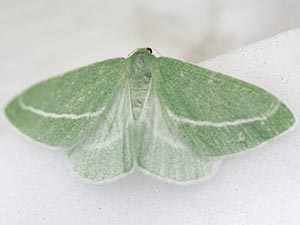 Chlorosea nevadaria