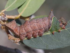 Ianassa pallida