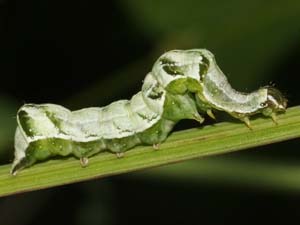 Abrostola parvula