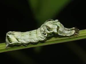 Abrostola parvula