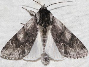 Acronicta othello