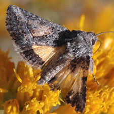 Pseudanarta caeca