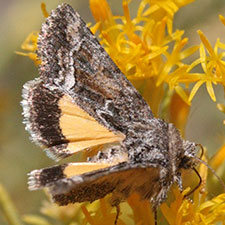 Pseudanarta flava