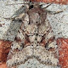 Apamea sordens