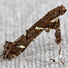 Caloptilia triadicae