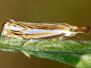 Crambus agitatellus