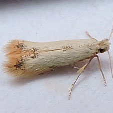 Coptotriche purinosella